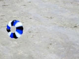 fanoe_2014_049