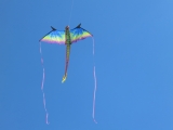 Fanoe_2014_235