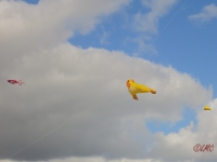 Rattey_2014_019