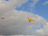 Rattey_2014_019