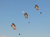 Rattey_2014_044