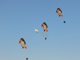 Rattey_2014_045