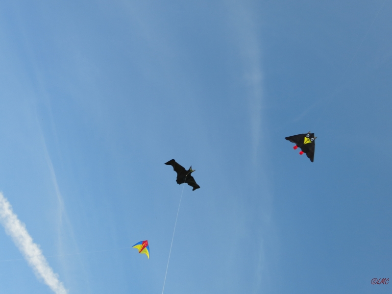 Rattey_2014_069