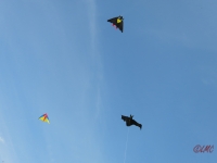 Rattey_2014_068