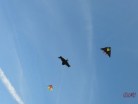 Rattey_2014_069