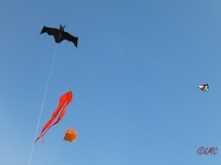 Rattey_2014_070