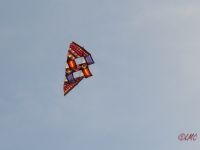 Rattey_2014_073