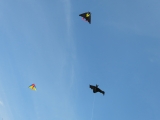 Rattey_2014_068