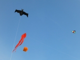 Rattey_2014_070