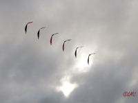 Roemoe_2014_031