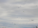 Roemoe_2014_020