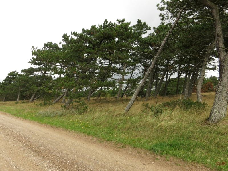 Roemoe_2014_087