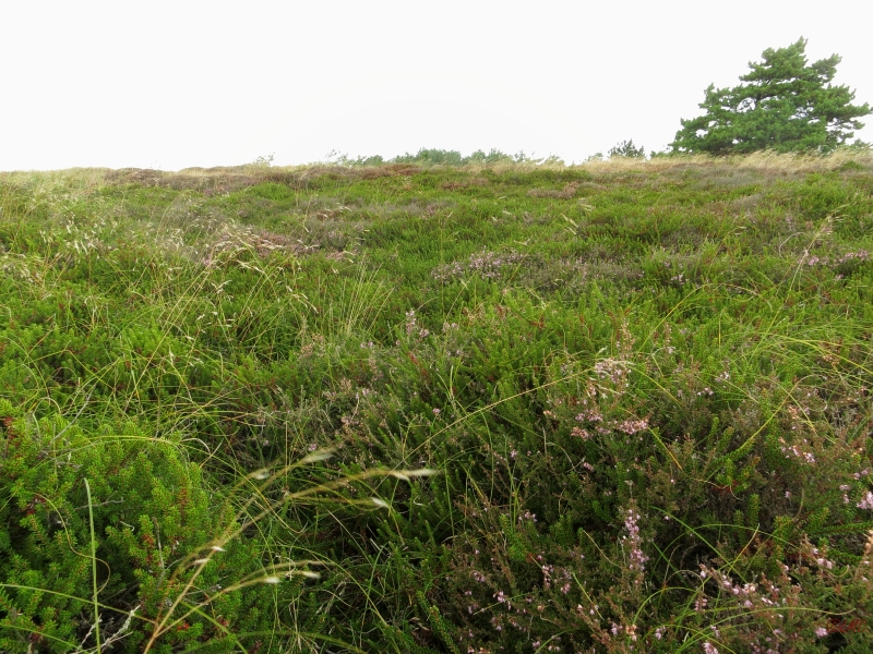 Roemoe_2014_088