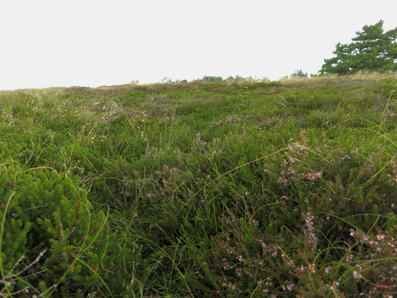 Roemoe_2014_089