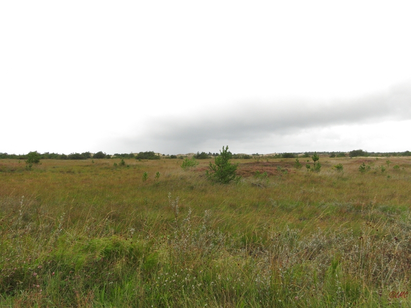 Roemoe_2014_093