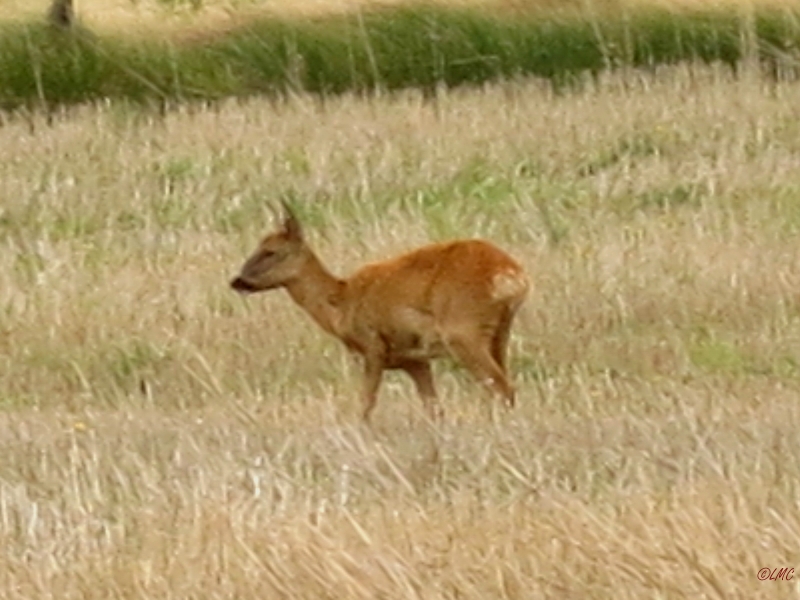 Roemoe_2014_096