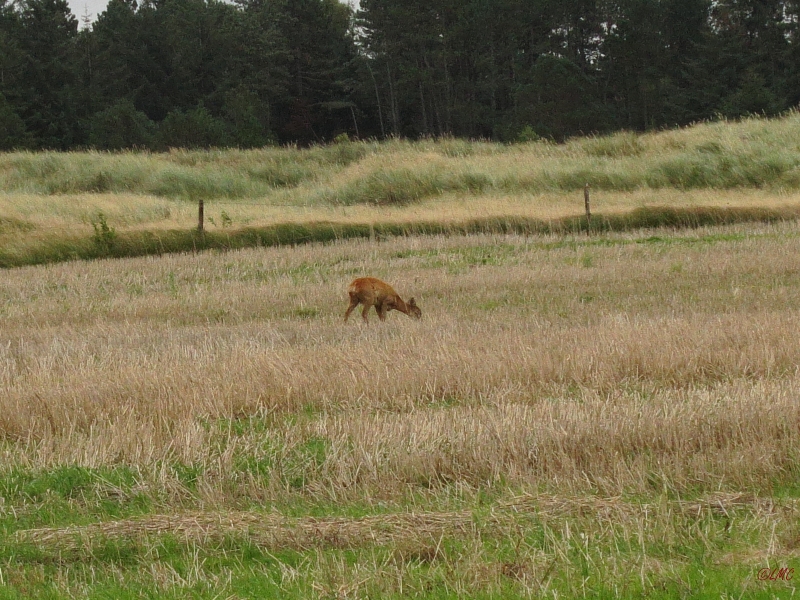 Roemoe_2014_097