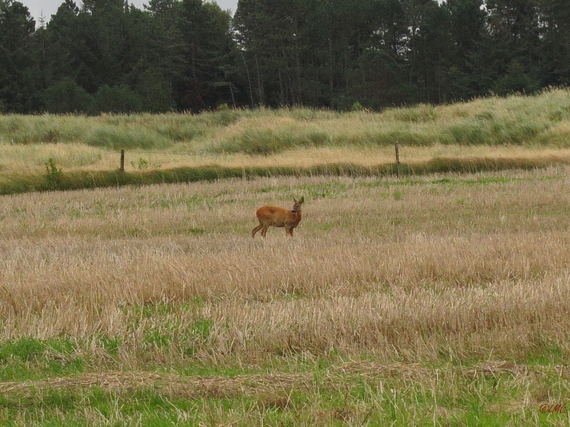 Roemoe_2014_098