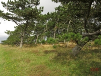 Roemoe_2014_086