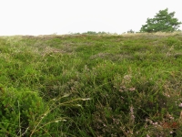 Roemoe_2014_088