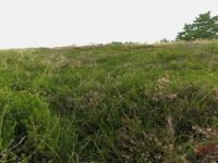 Roemoe_2014_089