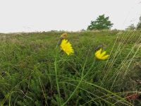 Roemoe_2014_090