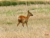 Roemoe_2014_095