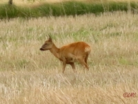 Roemoe_2014_096