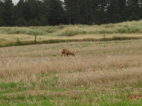 Roemoe_2014_097