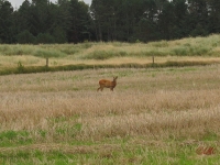 Roemoe_2014_098