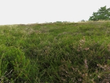 Roemoe_2014_089