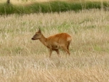 Roemoe_2014_096