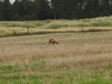 Roemoe_2014_097