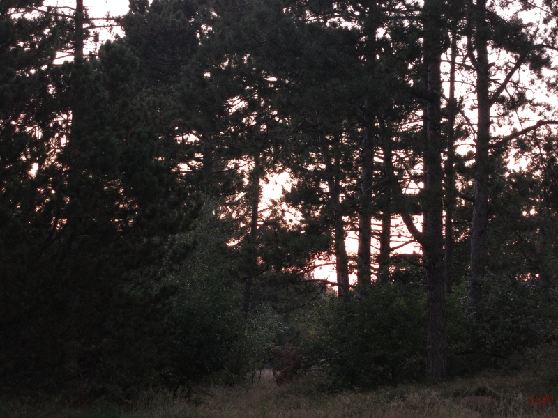 Roemoe_2014_136