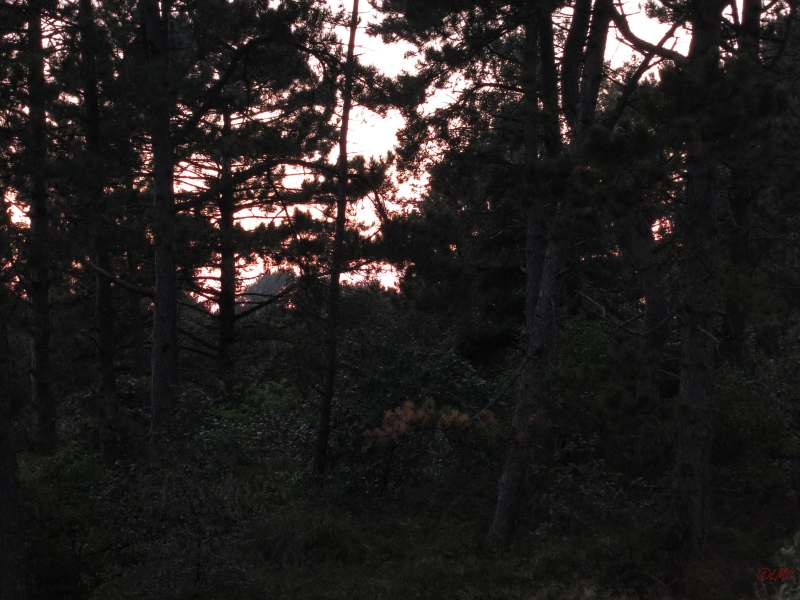 Roemoe_2014_137