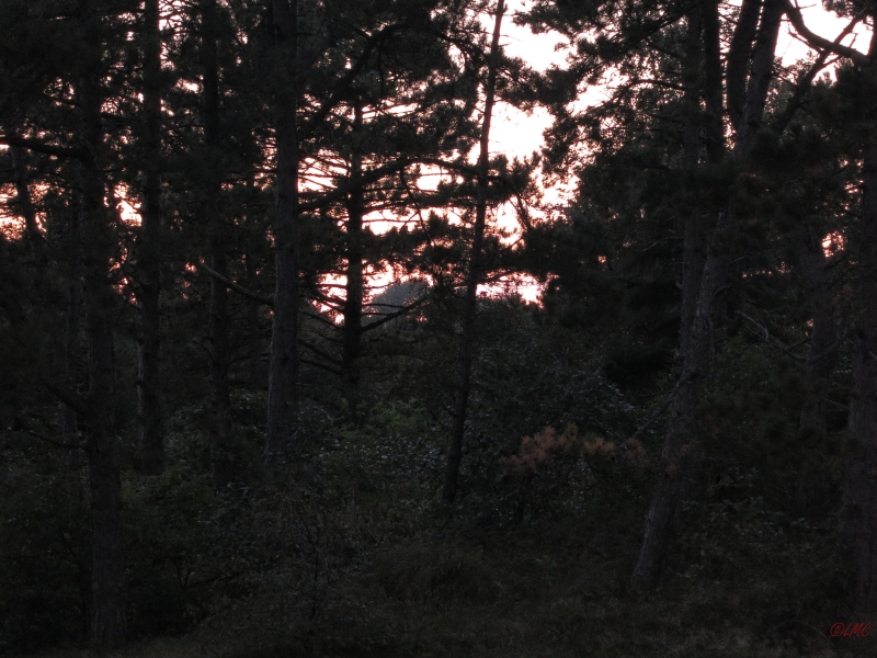 Roemoe_2014_138