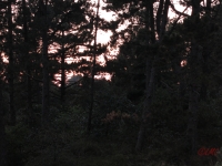 Roemoe_2014_137