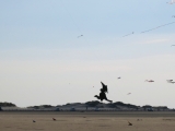 Roemoe_2014_118