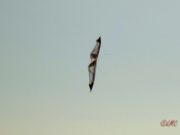 Roemoe_2014_153