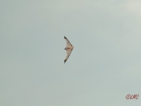 Roemoe_2014_156