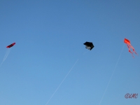 Roemoe_2014_164