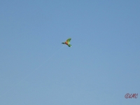 Roemoe_2014_165