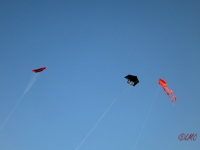 Roemoe_2014_167