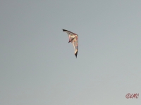 Roemoe_2014_169