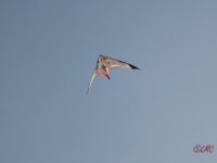 Roemoe_2014_170