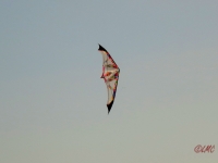 Roemoe_2014_171