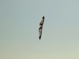 Roemoe_2014_153