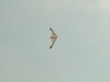Roemoe_2014_156