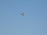 Roemoe_2014_165