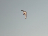 Roemoe_2014_169